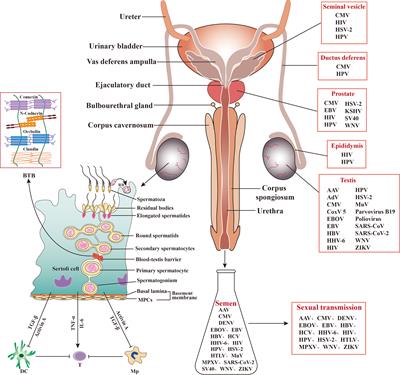 Editorial: Immune barrier, viral sanctuaries, and sexual transmission in the male reproductive system